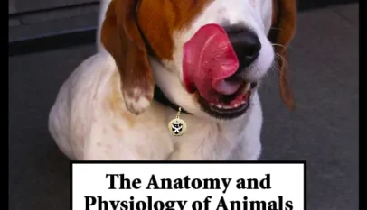 Anatomy and Physiology of Animals